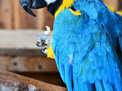 Blauwgele ara - De Zonnegloed - Dierenpark - Dieren opvangcentrum - Sanctuary